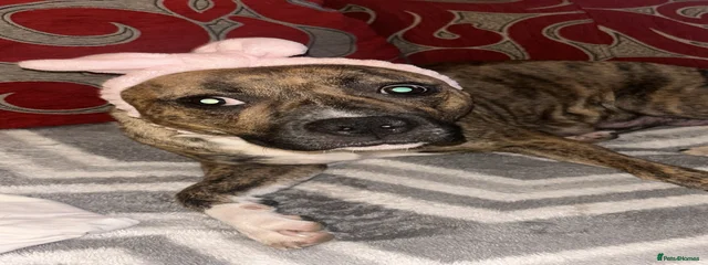 Lulu