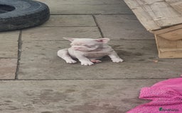 French Bulldog dogs for sale: Adorable pink and fluffy french bulldogs puppies  - Image 12