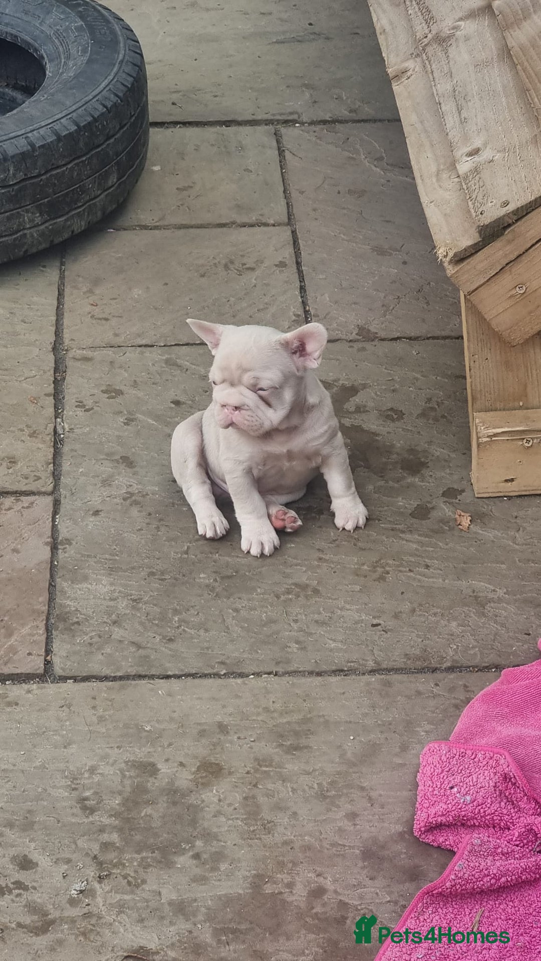 French Bulldog dogs for sale: Adorable pink and fluffy french bulldogs puppies  - Image 12