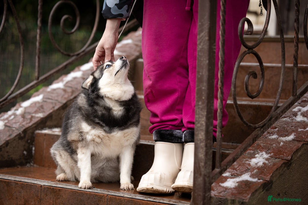 Pomsky dogs for adoption: GERA – Stunning blue-eyed Pomsky - Advert 8