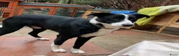 Mixed Breed dogs for sale: Collie mix pups in Gloucester - Advert 9