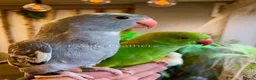 Ringnecks birds for sale: Hand Reared Baby Indian Ringneck Parrots For Sale - Advert 18