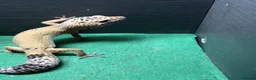 Leopard Gecko reptiles for sale: Female and Male Leopard Geckos For Sale - Advert 5