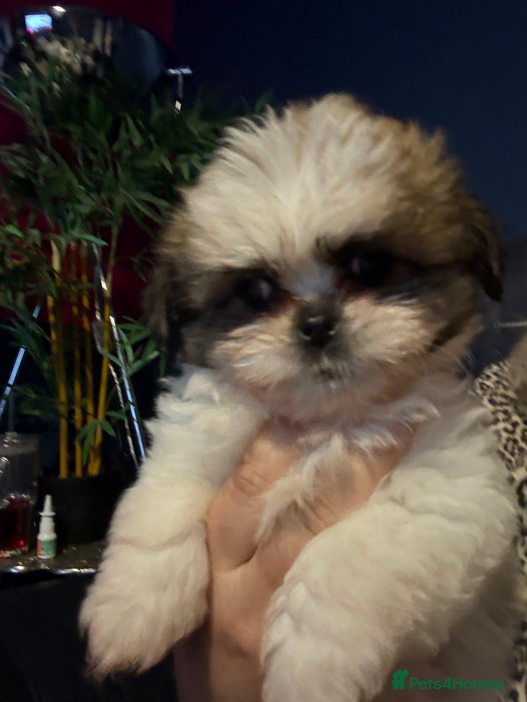 Mixed Breed dogs for sale: Shiranian boy puppies ready now  - Image 11