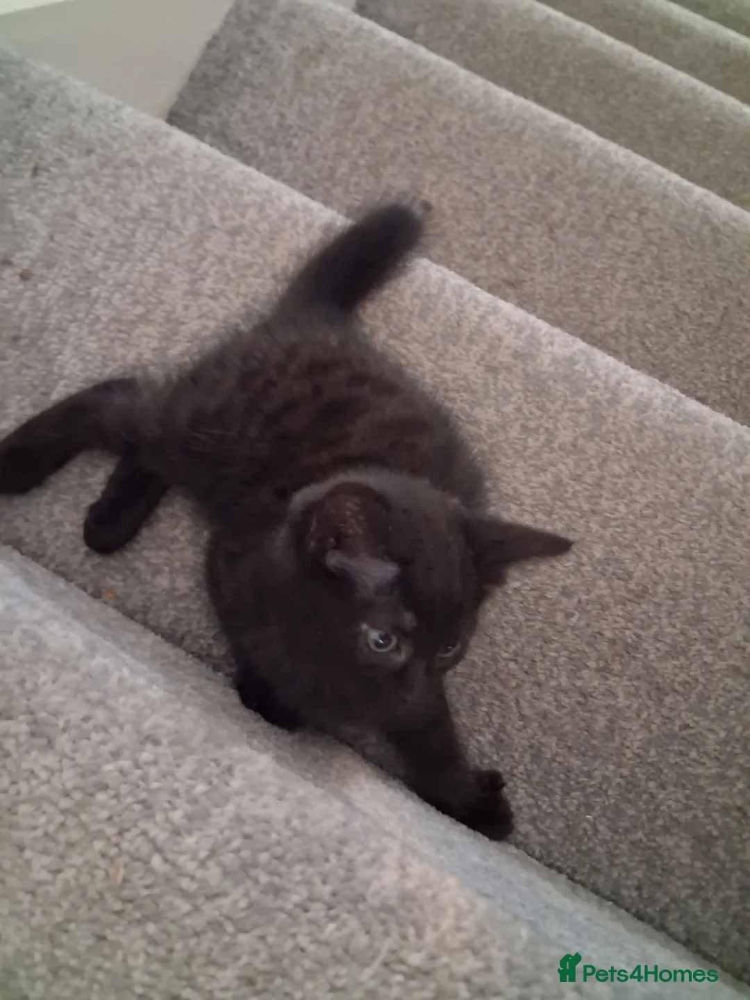 Mixed Breed cats for sale: 4 beautiful kittens - Advert 2