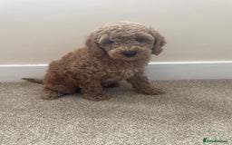 Poochon dogs for sale: Teddy bear poochons  - Image 1