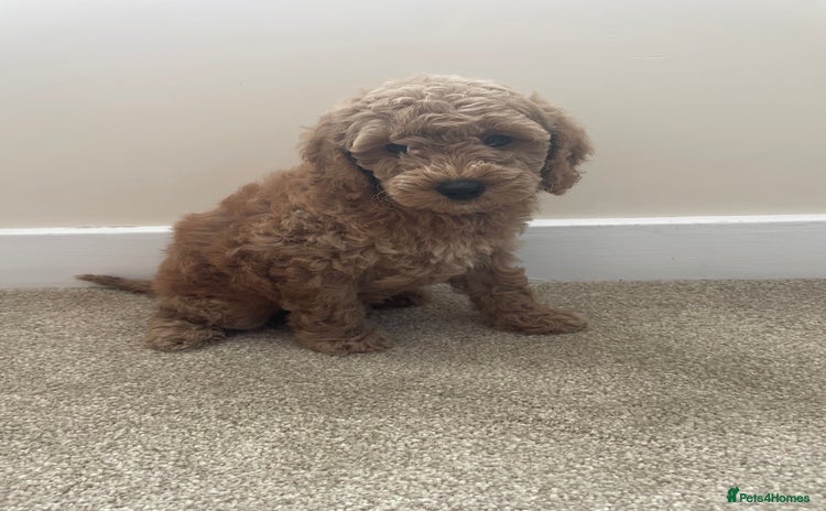Poochon dogs - Advert 1