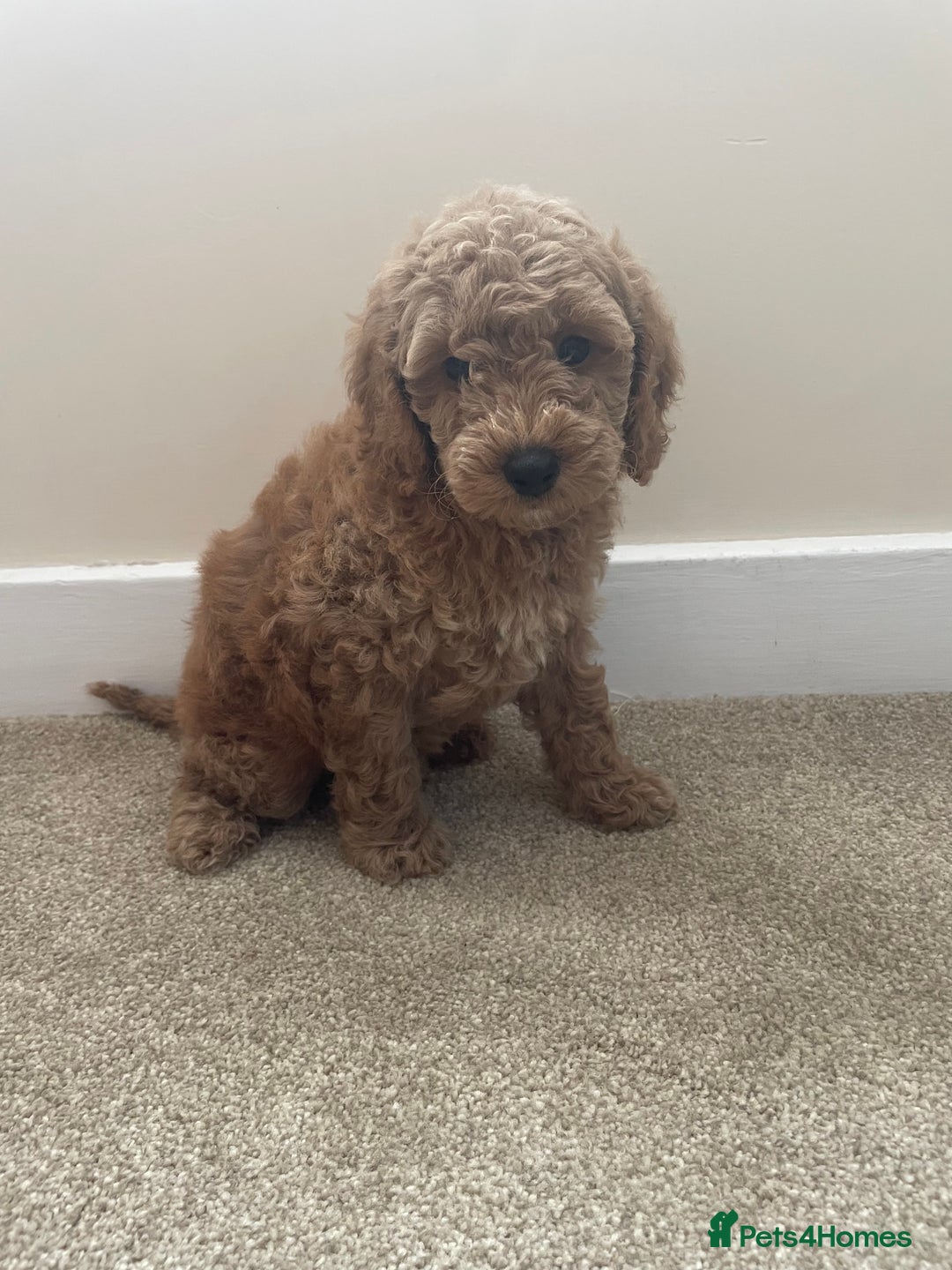 Poochon dogs for sale: Teddy bear poochons  - Image 1