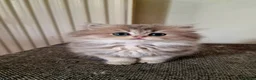 British Shorthair cats for sale: 🌟GCCF registred kittens 🌟 - Advert 20