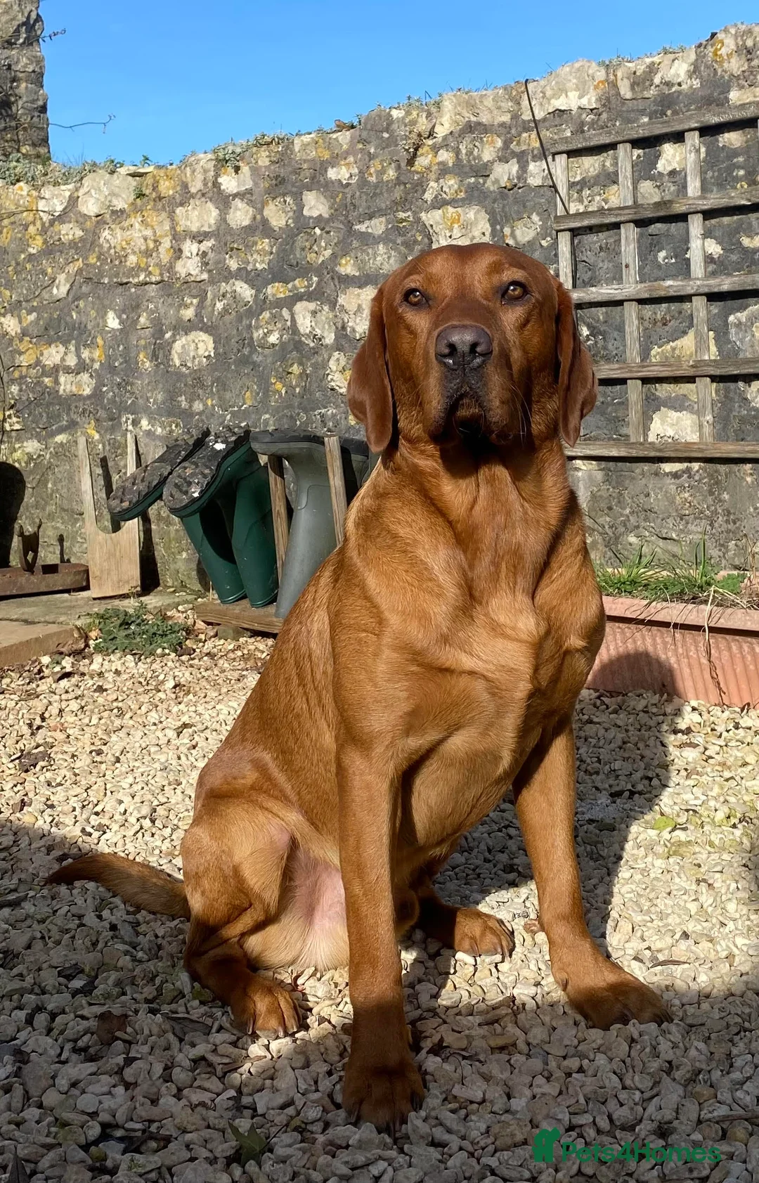 Labrador Retriever dogs for stud: Fox Red Labrador Fully Health Tested KC Registered in Radstock - Advert 1