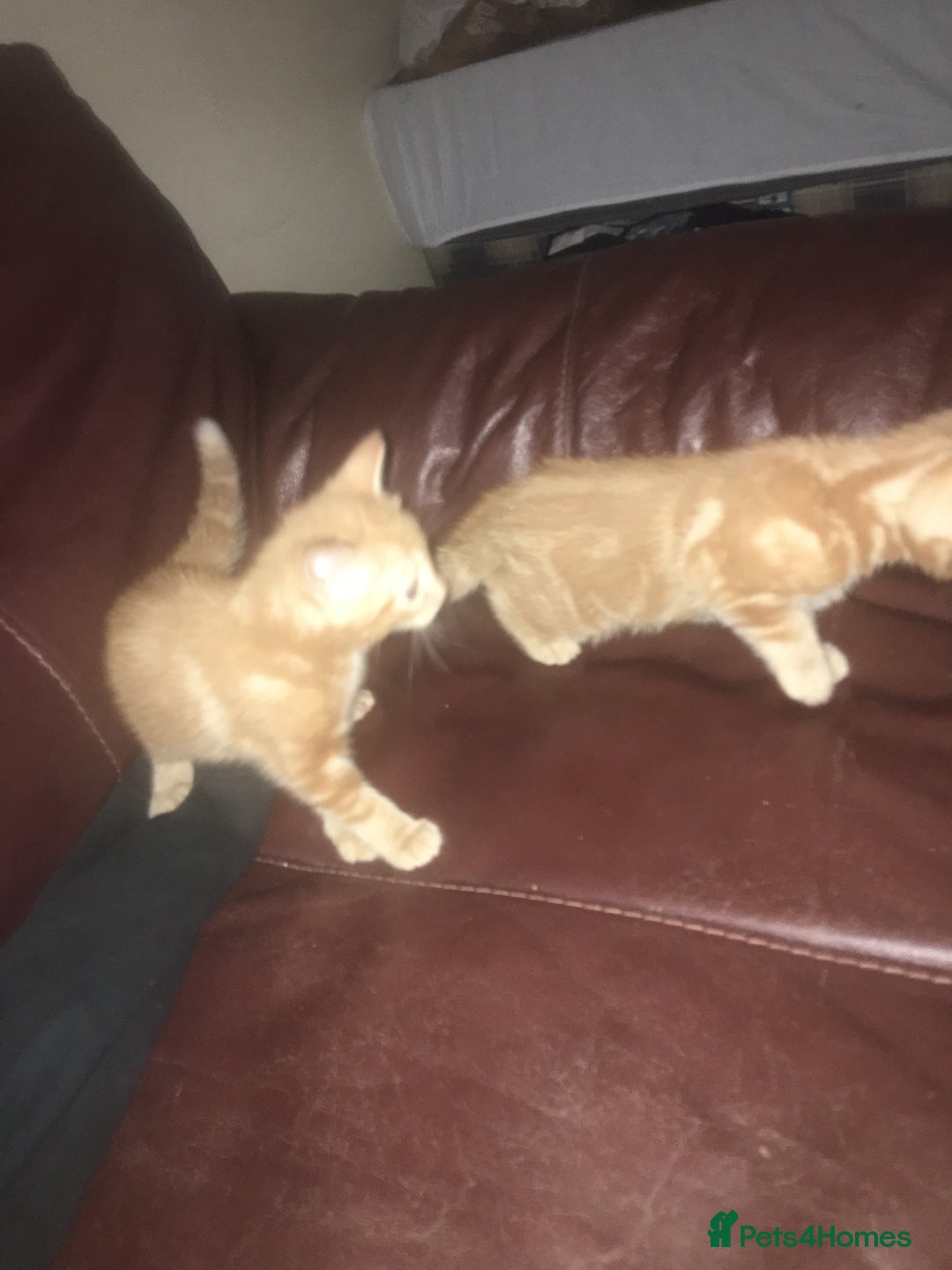 Mixed Breed cats for sale: Two beautiful ginger male kittens - Image 6