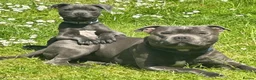 Staffordshire Bull Terrier dogs for sale: Blue staff puppies kc reg - Advert 2