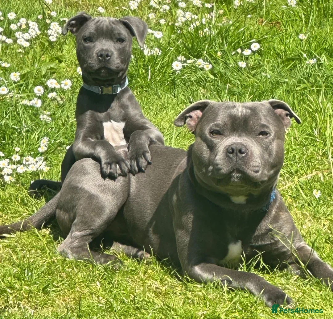 Staffordshire Bull Terrier dogs for sale: Blue staff puppies kc reg - Advert 2