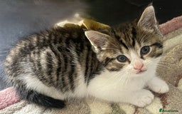 Mixed Breed cats for sale: 4 Sweet tempered kittens looking for loving homes - Image 8