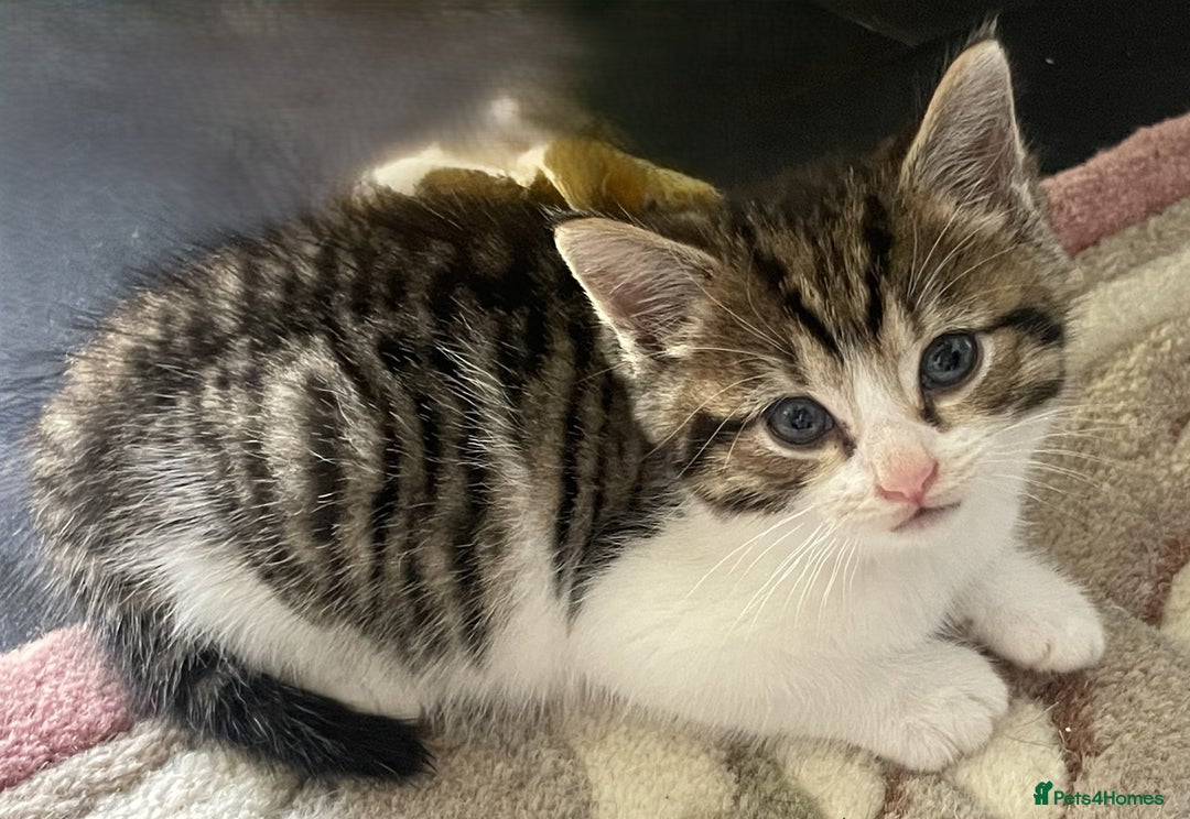 Mixed Breed cats for sale: 4 Sweet tempered kittens looking for loving homes - Image 8