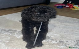 Toy Poodle dogs for sale: Toy Poodle  - Image 9