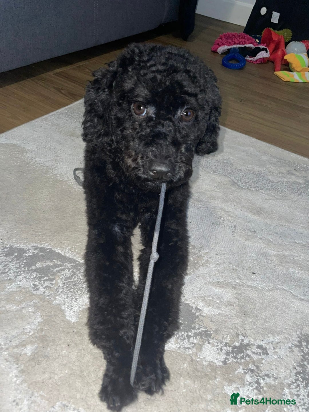 Toy Poodle dogs for sale: Toy Poodle  - Image 9