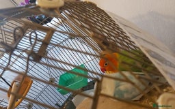 Lovebirds birds for sale: Beautiful Pair of Opaline fischer Lovebirds - Image 3