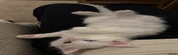 Maine Coon cats for sale: Beautiful White Maine Coon Kittens – Boy & Girl - Advert 13