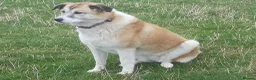 Mixed Breed dogs for adoption: Lily, lovely girl, foster or adoption - Advert 8