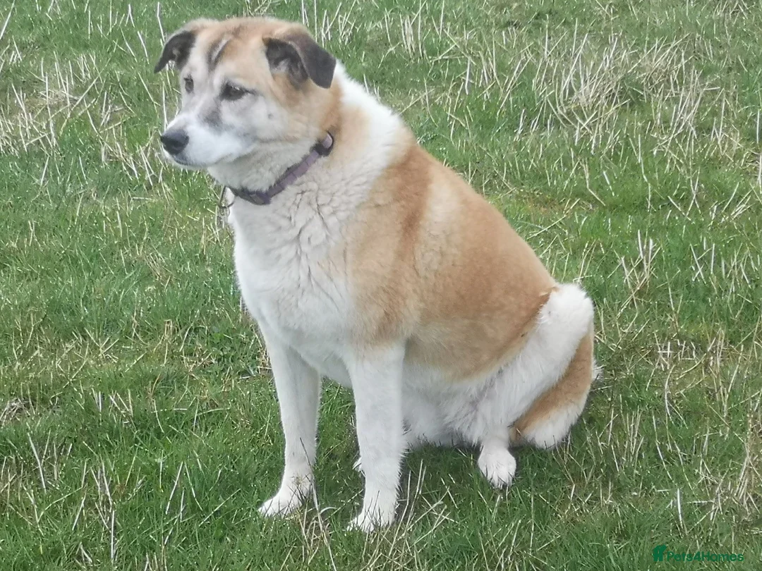 Mixed Breed dogs for adoption: Lily, lovely girl, foster or adoption - Advert 8