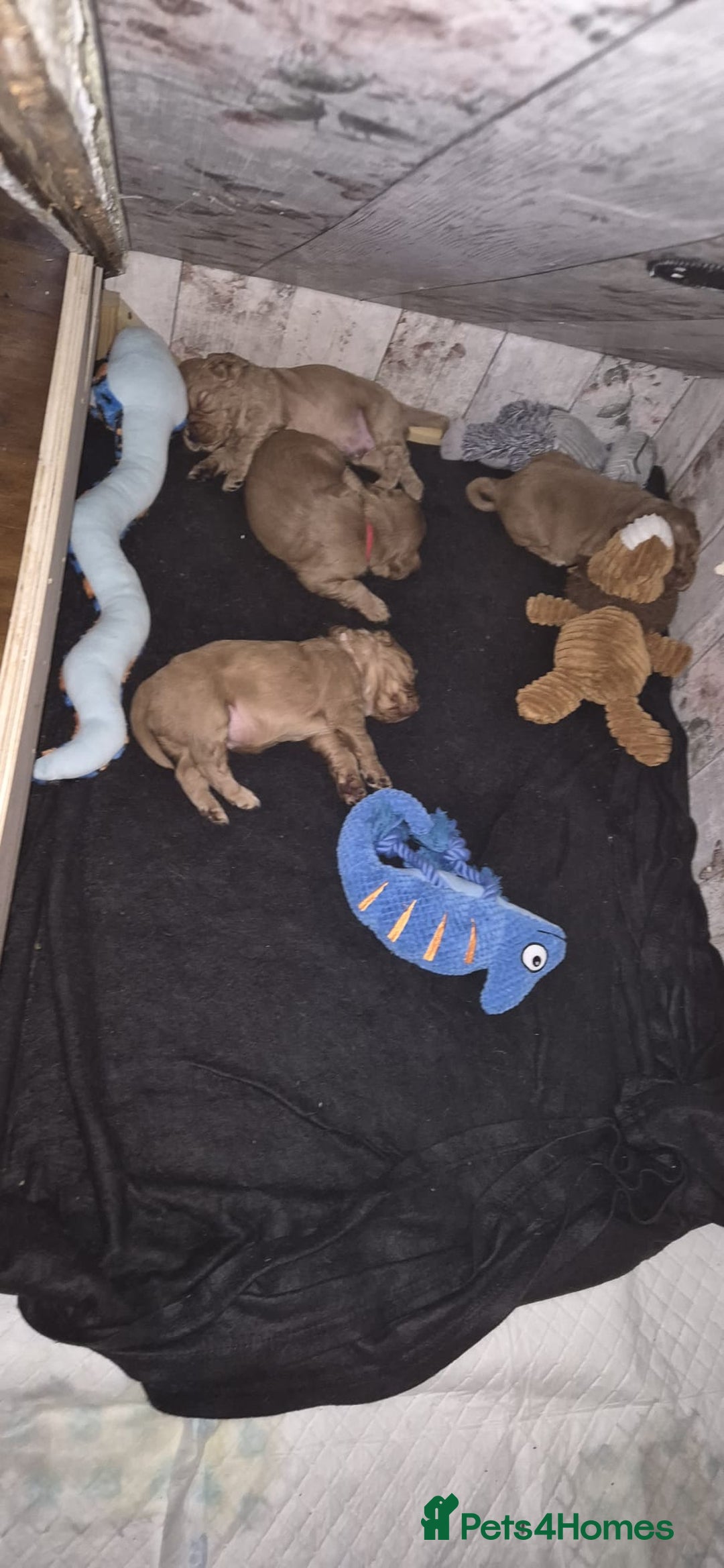 Cocker Spaniel dogs for sale: Cocker spaniel puppies - Image 18