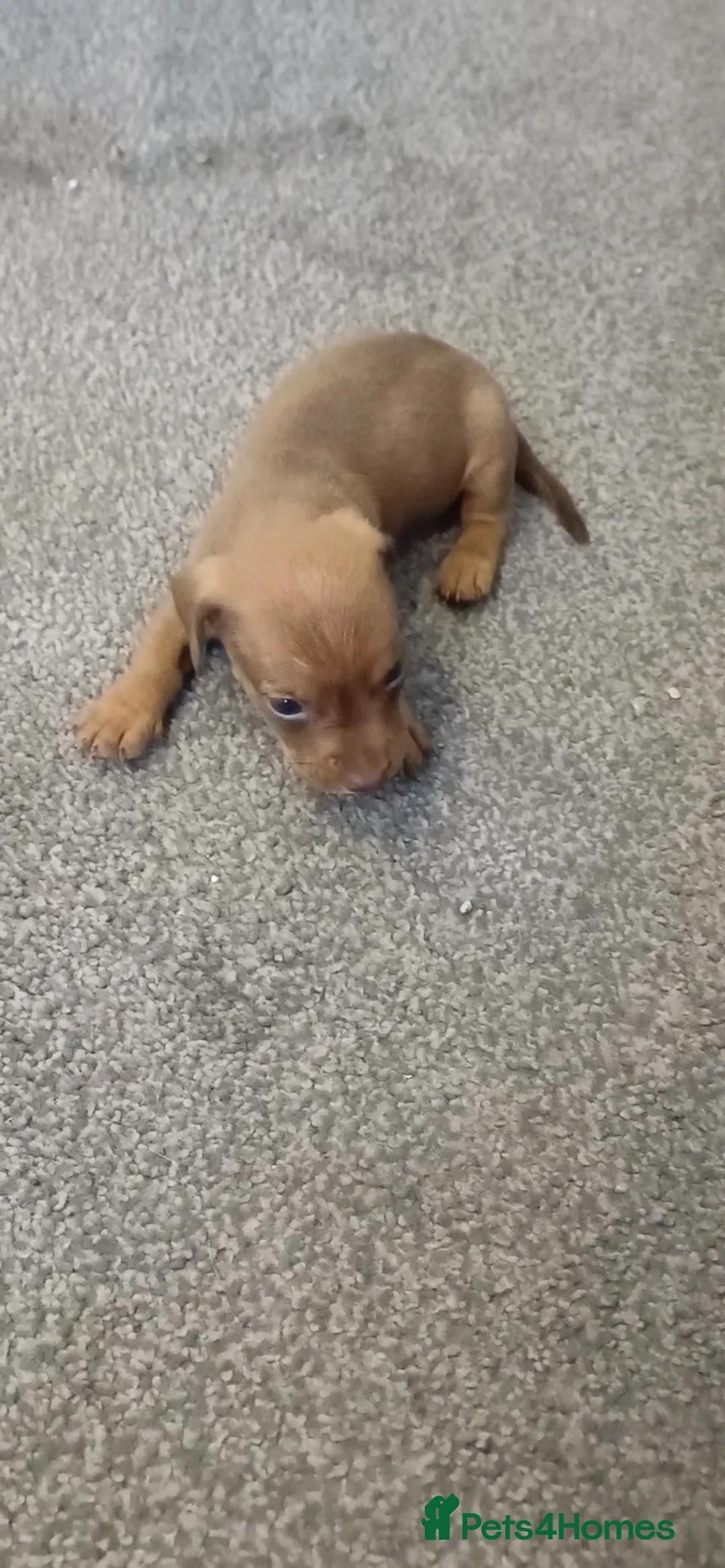 Mixed Breed dogs for sale: Bulldach puppies - Advert 2