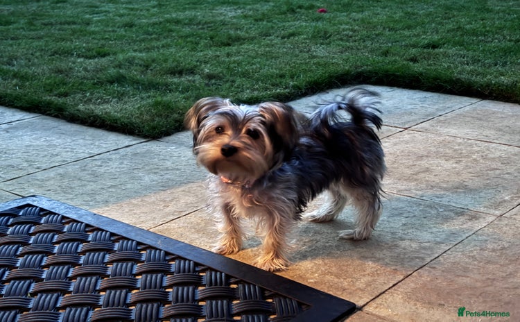 Yorkshire Terrier dogs - Advert 1