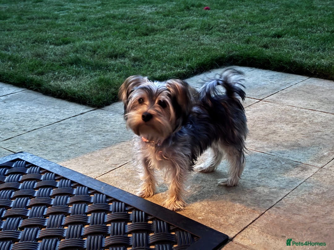 Yorkshire Terrier dogs for sale: 6-Month-Old Female Yorkshire Terrier  - Image 1
