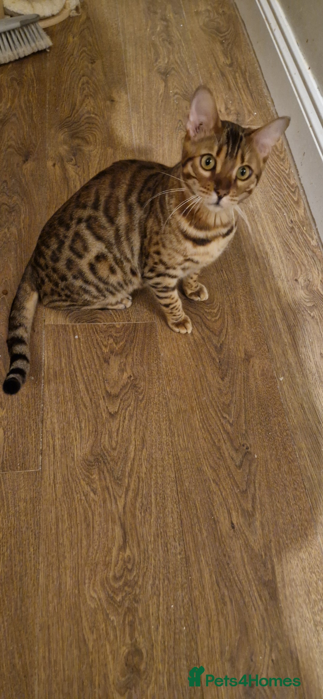 Bengal cats for sale: Pure Bengal Boy❤️ - Advert 7