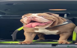 English Bulldog dogs for sale: For new home  - Image 1