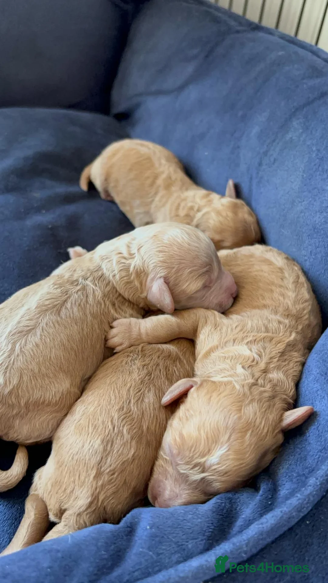 Toy Poodle dogs for stud: Beautiful Red Toy Poodle for Stud in Motherwell - Advert 34