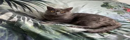 Scottish Fold cats for sale: New home needed for my Scottish fold Phoebe in Norwich - Advert 1