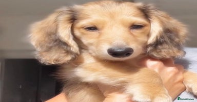 Miniature Dachshund dogs - Advert 5