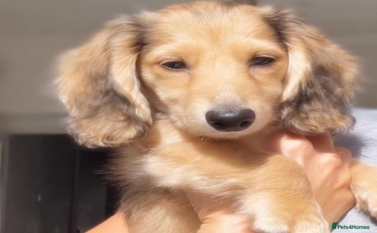 Miniature Dachshund dogs - Advert 5
