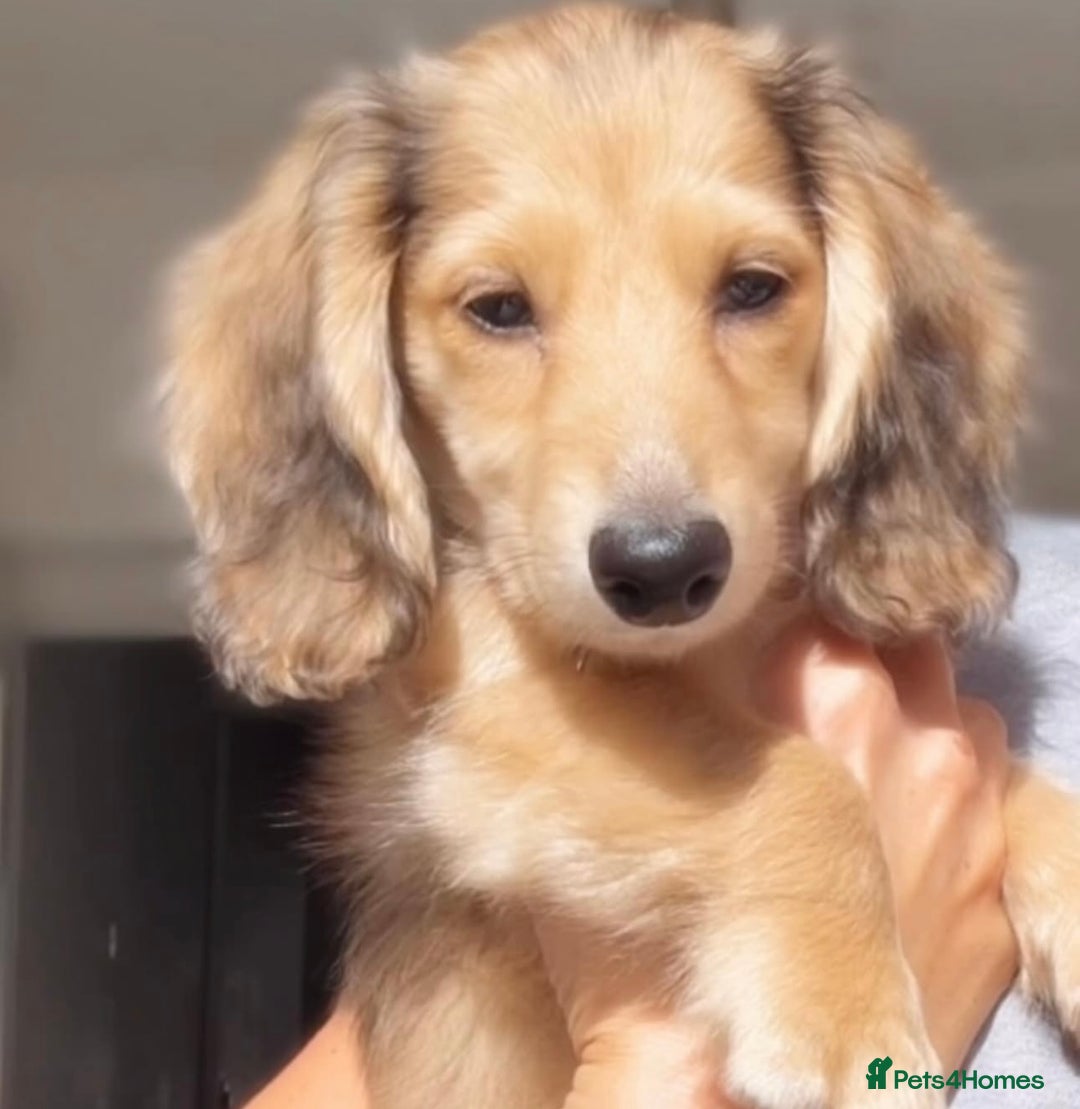Miniature Dachshund dogs for sale: Dapple mini daxie puppy - Image 3