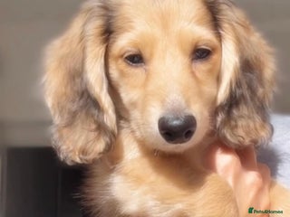 Miniature Dachshund dogs - Advert 30