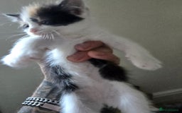 Domestic Shorthair cats for sale: Kittens  - Image 1