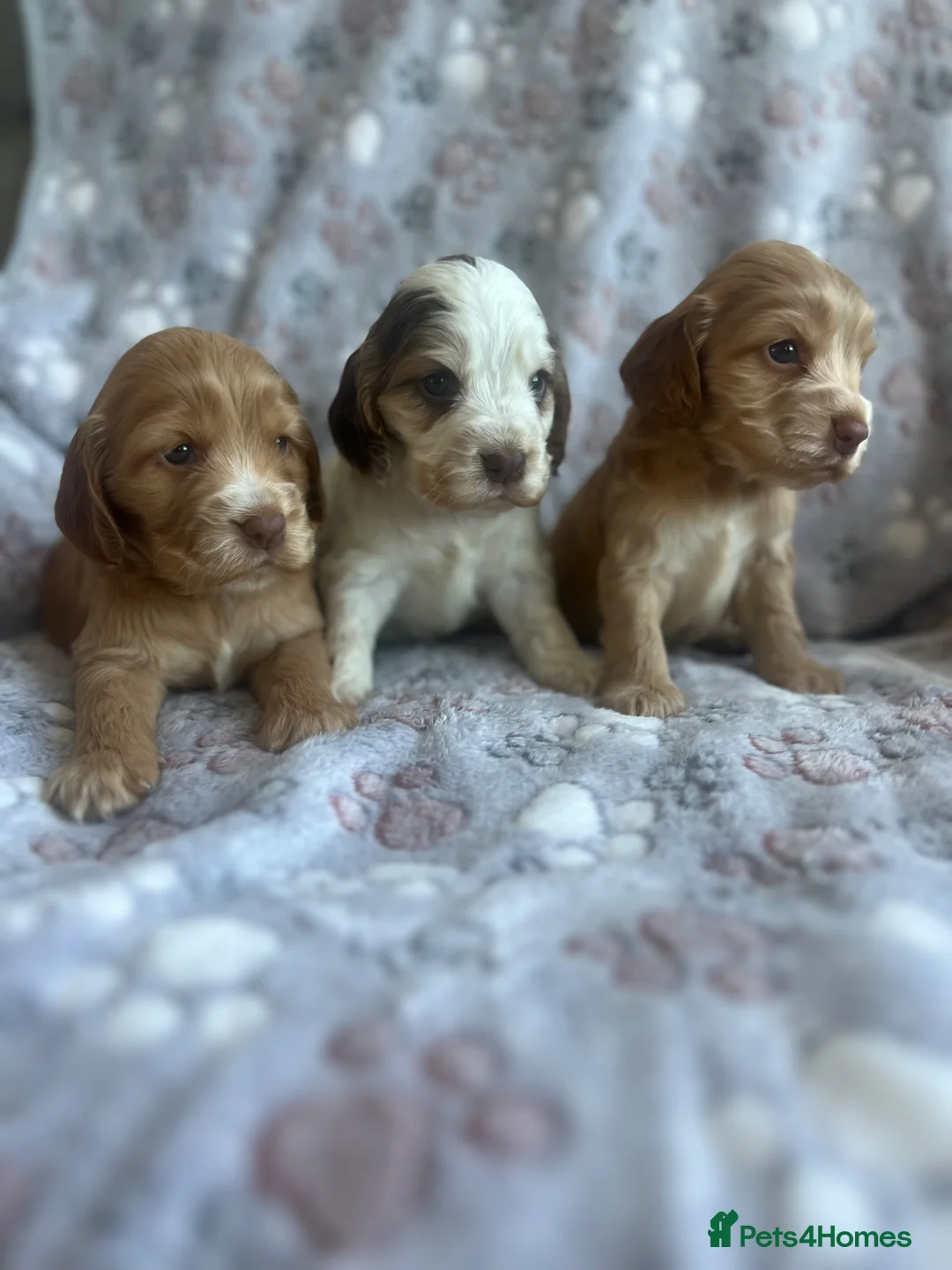 Cocker Spaniel dogs for sale: Fabulous show type KC reg health tested.   - Advert 2