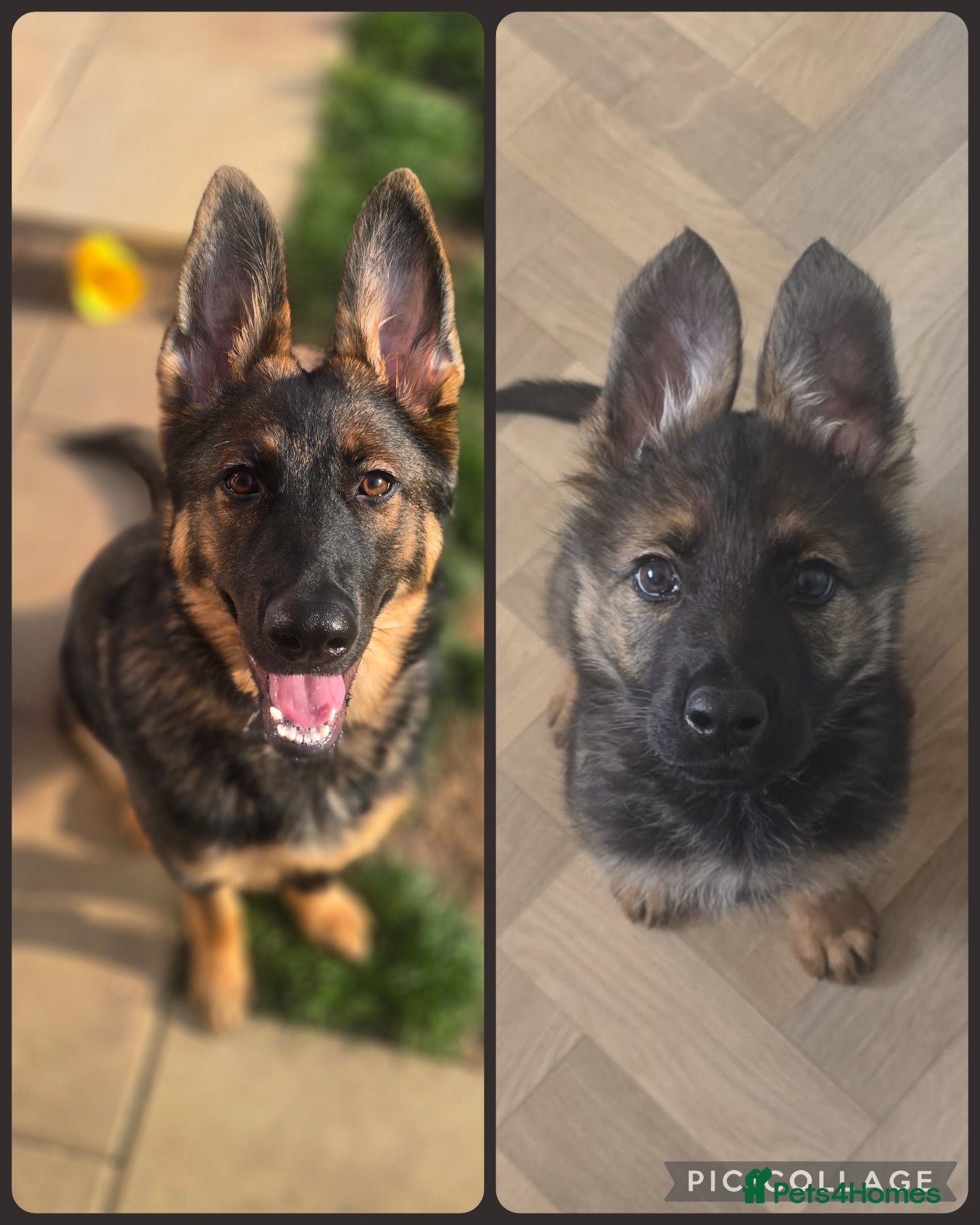 German Shepherd dogs Girl KC German Shepherd, 10 months - Advert 4