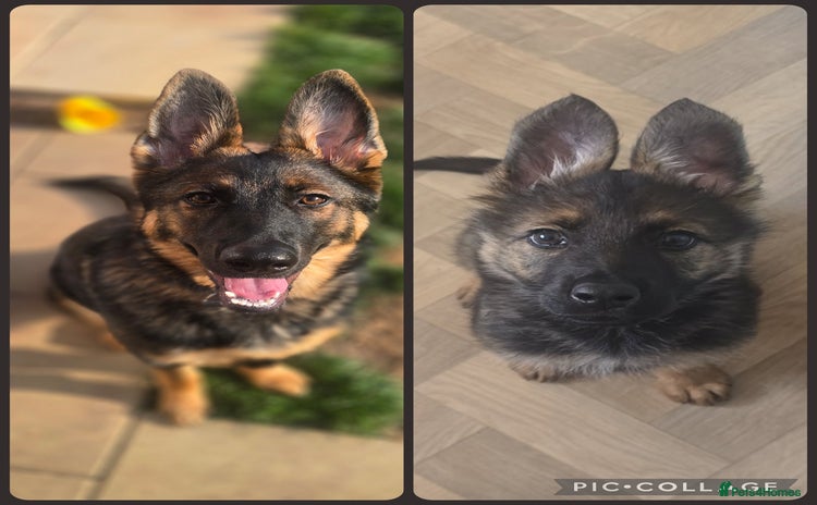 German Shepherd dogs - Advert 1