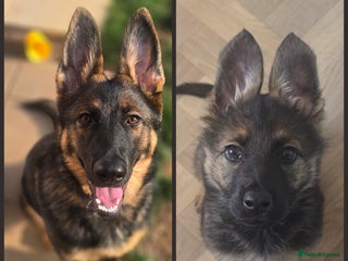 German Shepherd dogs - Advert 5