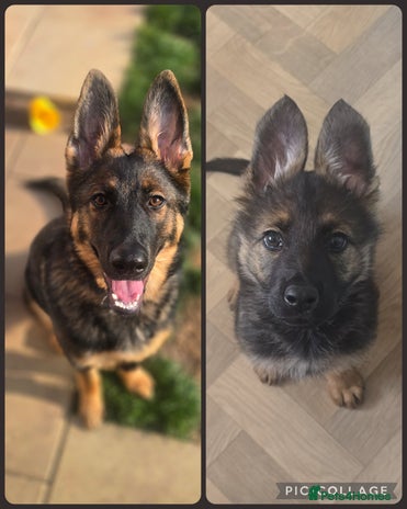 German Shepherd dogs - Advert 1