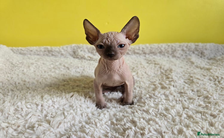 Sphynx cats - Advert 8