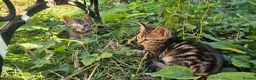 Mixed Breed cats for sale: Cute tabby kittens in London - Advert 9