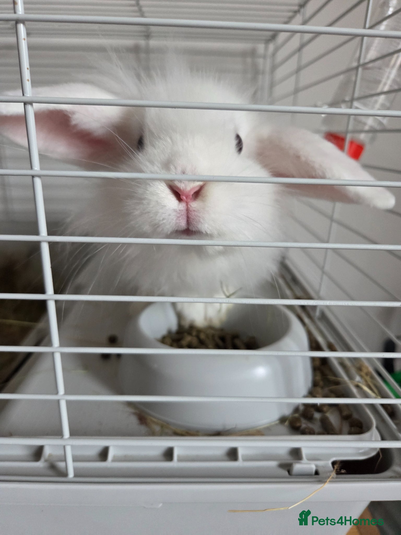 Mini Lion Lop rabbits BUDDY🐰💙 - Advert 1