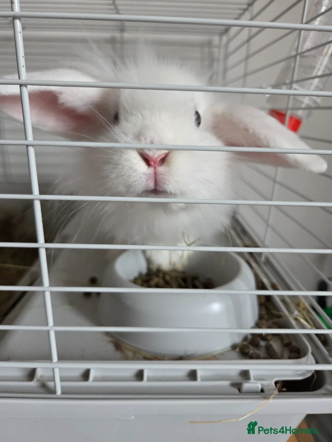 Mini Lion Lop rabbits for sale: BUDDY🐰💙 - Advert 1