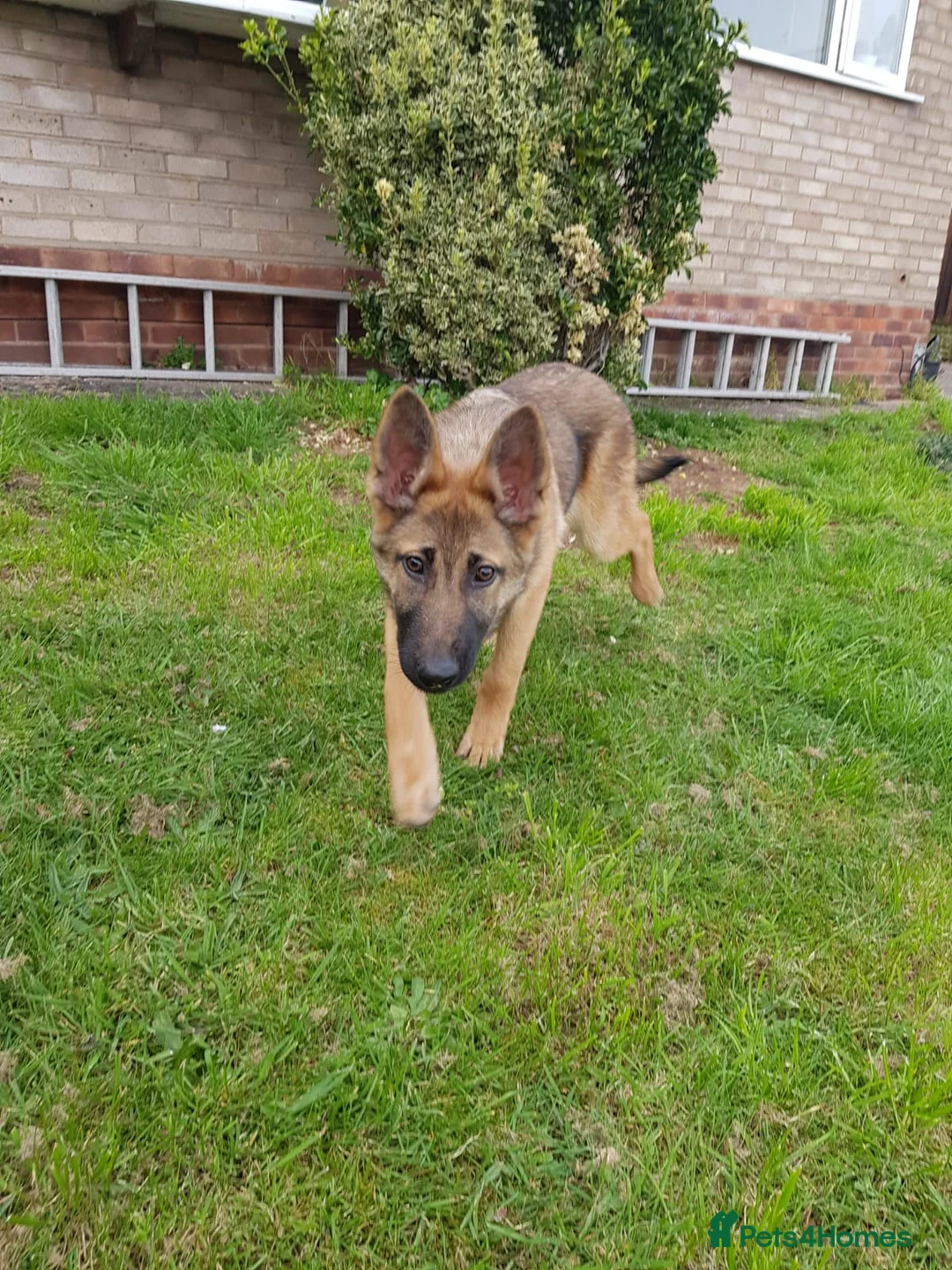 Mixed Breed dogs for sale: Mal-sation male puppy - Advert 2