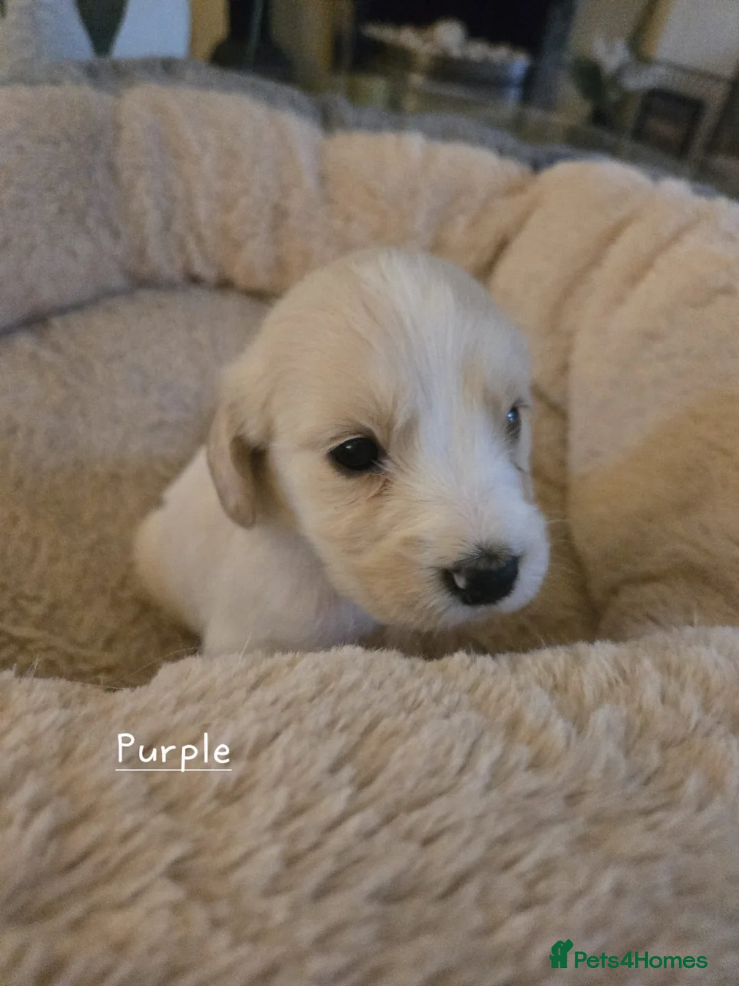 Mixed Breed dogs for sale: Golden Retriever X Cockapoo puppies - Advert 5