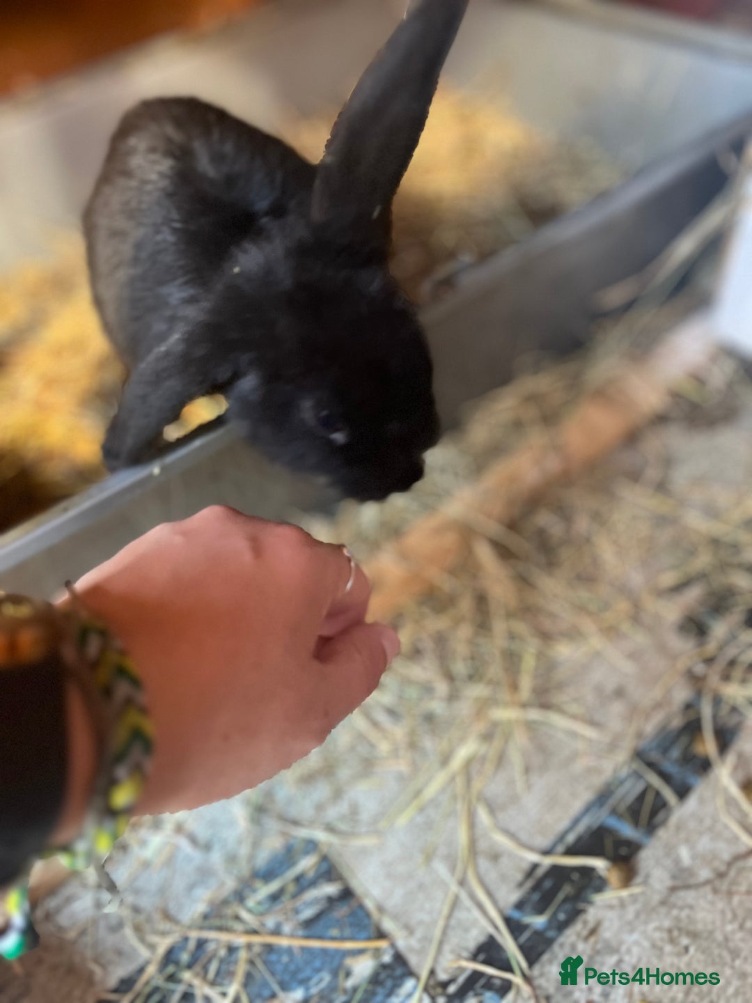 Lionhead rabbits for sale: Bunny called Hope - indoor bunny  - Image 3